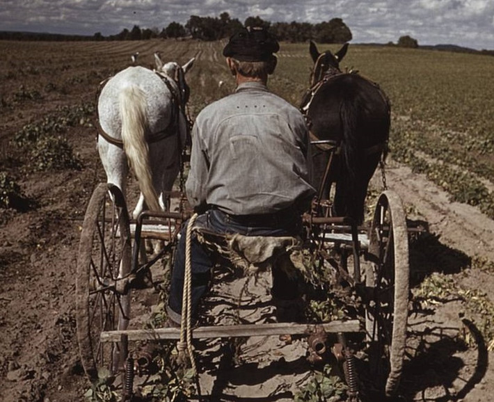 Ông Bill Stagg làm việc trên cánh đồng trồng đậu pinto ở Pie Town, bang New Mexico.