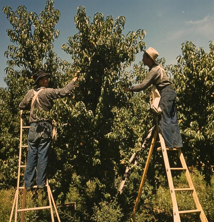 Người dân thu hoạch đào ở quận Delta, bang Colorado. (Nguồn ảnh: Daily Mail)
