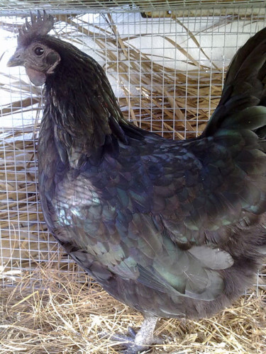 Loại gà này có tên gọi Ayam Cemani cực kỳ quý hiếm và đắt đỏ. Chúng có nguồn gốc từ đảo Java – Indonesia và được nhiều đại gia trên thế giới săn lùng (Ảnh: foodbeast)