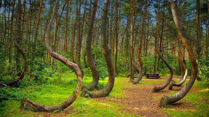 Khu rừng Hoia Baciu nằm gần thành phố Cluj-Napoca (Romania) là một trong những địa điểm đáng sợ nhất thế giới. Theo The Richest, du khách tới thăm khu rừng này cho biết, họ luôn cảm thấy lo sợ mà không rõ vì lý do gì. Có người kể rằng họ thường nhìn thấy ánh sáng kỳ lạ hay nghe thấy tiếng ồn không thể giải thích được phát ra từ khu rừng này vào ban đêm. Ảnh: The Richest.