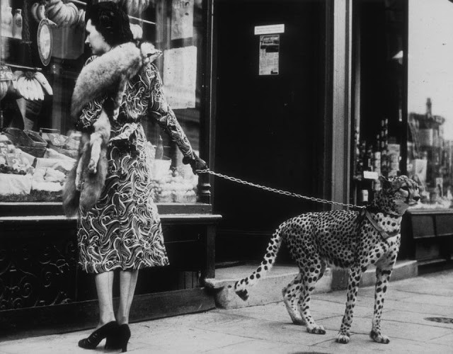 Nữ diễn viên người Mỹ Phyllis Gordon dắt theo một chú báo 4 tuổi đi qua cửa hàng ở Earls Court, London, Anh. Ảnh: VT.