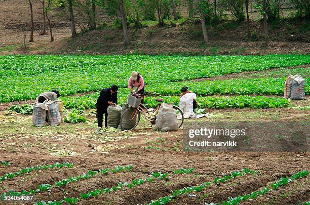 Những người phụ nữ địa phương thu hoạch rau trên cánh đồng ở Chongsalli hồi tháng 4/2008. Ảnh: Getty.