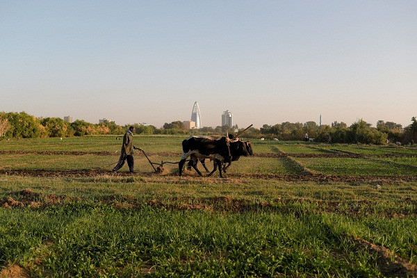 Trên đảo Tuti, Sudan, những người nông dân và chủ đất lo lắng rằng nếu siêu đập làm suy yếu dòng chảy, sẽ không có đủ nước cho việc tưới tiêu.