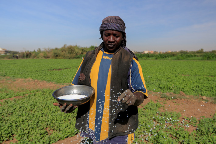 Một nông dân rắc phân bón ở cánh đồng trên đảo Tuti, Khartoum.