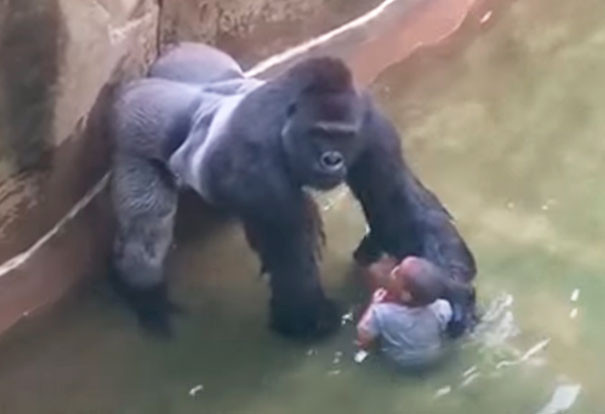 Khoảnh khắc cuối cùng của chú khỉ đột Harambe trước khi bị giết vì một cậu bé 4 tuổi đã trèo qua hàng rào và rơi vào chuồng của nó tại sở thú Cincinnati năm 2016.