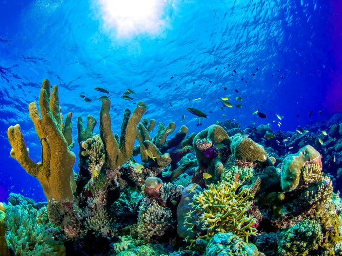 Du khách đến Palawan có thể lặn để khám phá "thế giới dưới biển".