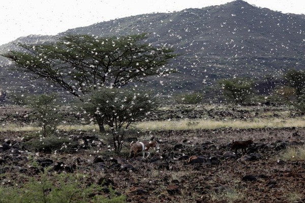 Cảnh tượng hãi hùng về đại dịch châu chấu ở Turkana.