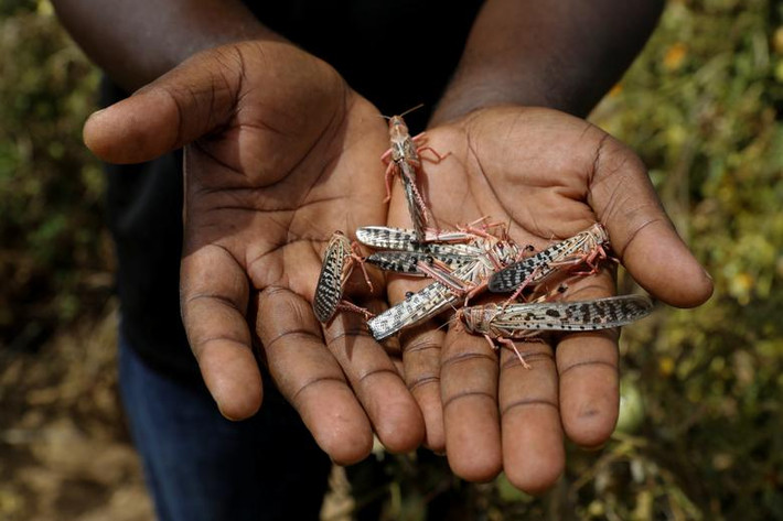 Victor Juma cầm trên tay xác những con châu chấu gần thị trấn Lodwar hôm 28/6.