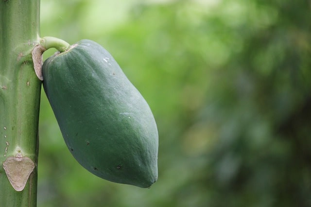 4. Làm sạch ruột: Papain, vitamin và chất xơ trong đu đủ hoạt động như những chất làm sạch tuyệt vời, giúp cơ thể loại bỏ độc tố. Ảnh: MH.