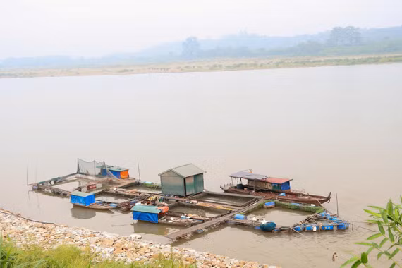 Hơn 73 tấn cá chết do nước sông Đà hạ thấp đột ngột bất thường
