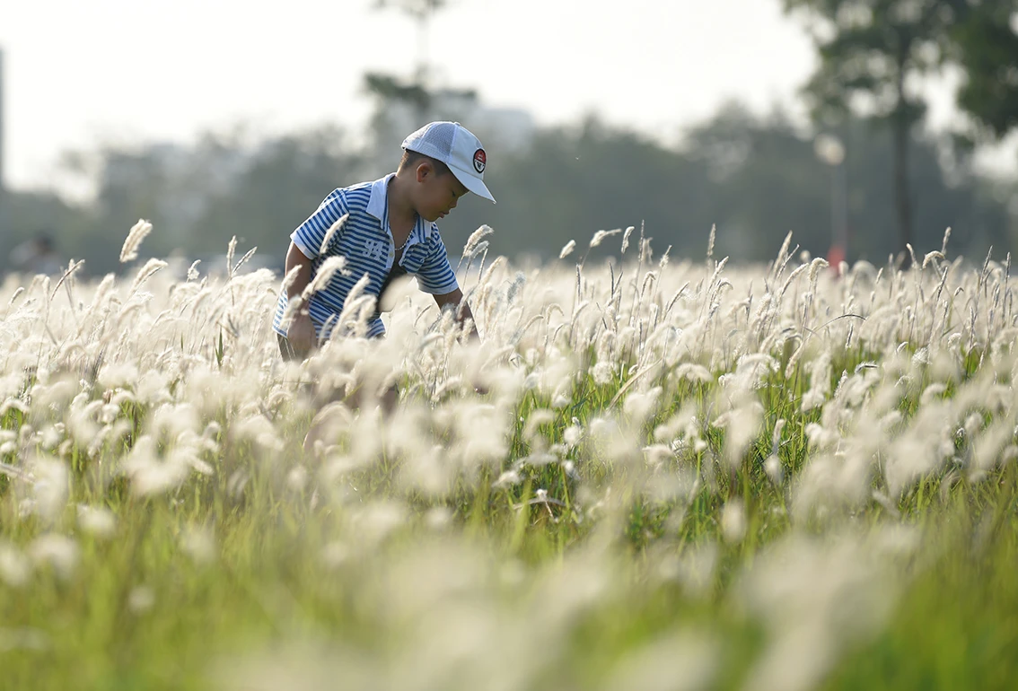 Bãi lau “khủng” giữa lòng Hà Nội thành điểm check-in cuối tuần siêu đẹp