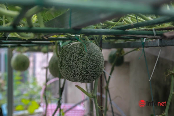 Bất ngờ trước “trang trại mini” trân sân thượng giữa lòng Hà Nội