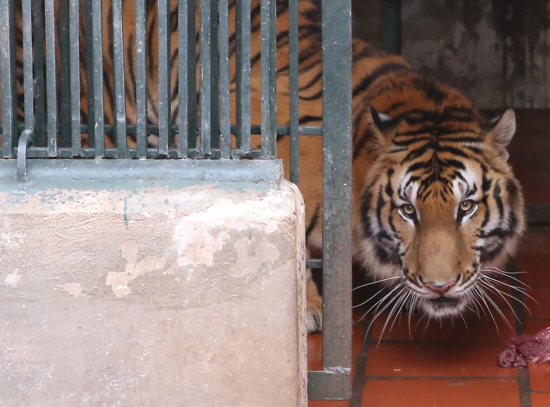 Nơi nuôi dưỡng những “chúa sơn lâm” may mắn thoát nạn buôn lậu