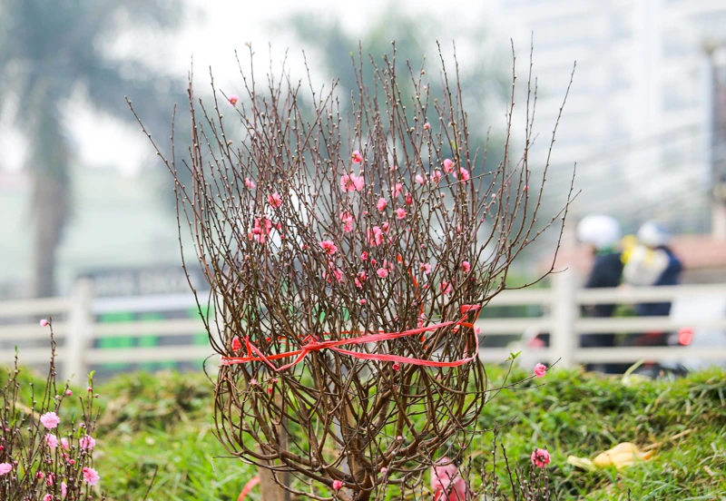 Chợ hoa lớn nhất Hà Nội nhộn nhịp trước thềm Tết Nguyên đán 2021