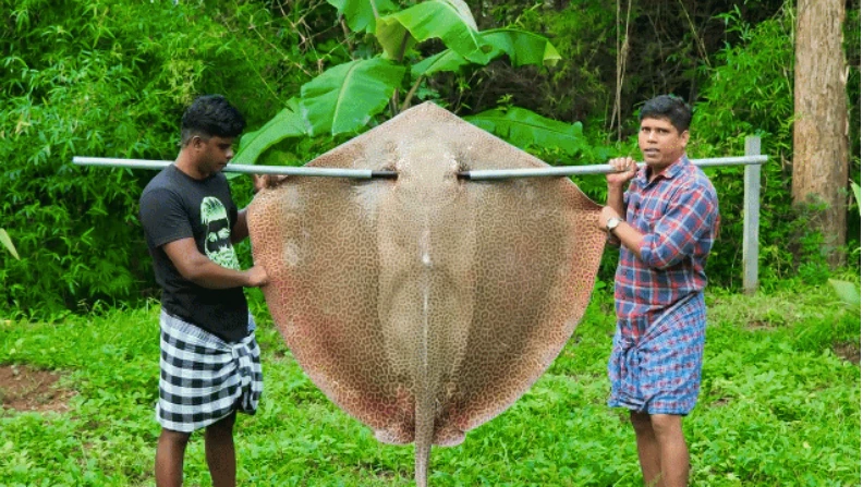 Video: Xẻ thịt cá đuối khổng lồ nấu súp trong nháy mắt