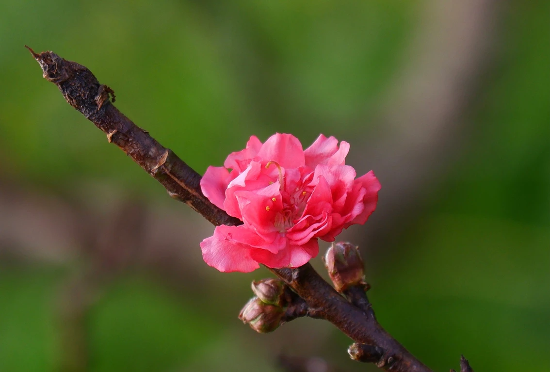 Chùm ảnh: Thợ trồng đào Tứ Liên tuốt lá sẵn sàng vào vụ Tết