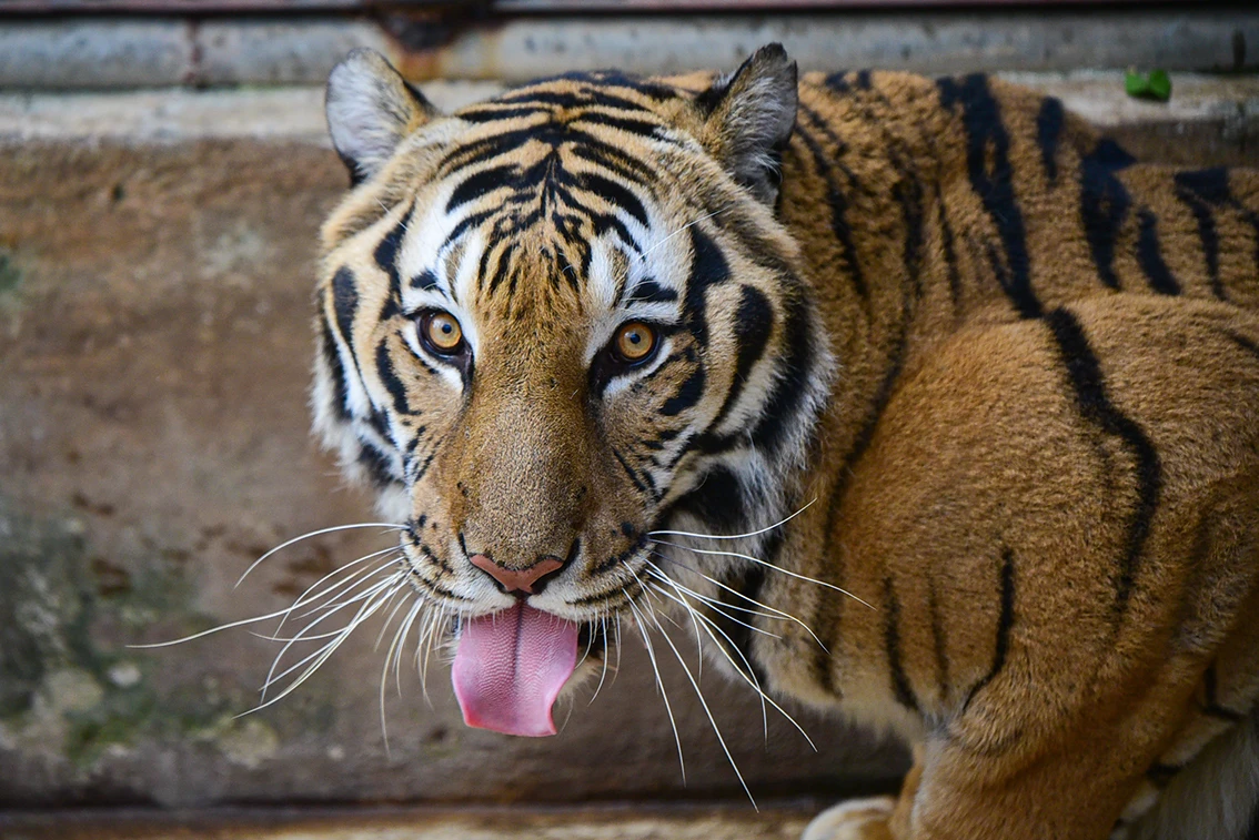Biểu cảm “siêu đáng yêu” của các chú hổ thoát “lưỡi hái tử thần“