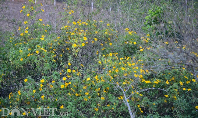 Hương sắc hoa dã quỳ đắm say lòng người ở Mộc Châu