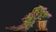Cây dại làm hàng rào thành bonsai giá tiền tỷ 