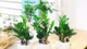 4 loại cây được ví như "thần giữ của" nếu trồng trong nhà