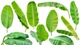 Bất ngờ loại lá bỏ đi giúp Việt Nam kiếm 30 tỷ đồng/năm