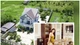 Biệt thự bề thế như lâu đài của "phú bà miền Tây"