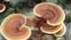 Độc lạ nấm linh chi bonsai đắt ngang xe máy 