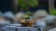 Ngắm bonsai tí hon đẹp mê mẩn đang gây sốt