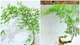 Cây mọc bờ bụi lên đời thành bonsai vài chục triệu hút khách 