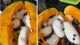 "Sửng sốt" quả đu đủ được trả 100 triệu, chủ nhân chưa muốn bán 