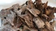 Loại gỗ gần 2,6 tỷ đồng/kg, nhà giàu đổ xô săn lùng 