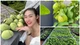 Bên trong nhà phố ngập hoa và rau xanh của Diệp Bảo Ngọc 