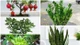 Những loại cây trồng trong nhà như "nam châm hút lộc" 