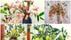Những bình quả lạ trang trí nhà đẹp mê mẩn đang gây sốt 