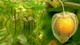 Bất ngờ quả dại ở Việt Nam sang Nhật gần 3 triệu đồng/kg 