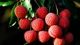 Vải Trung Quốc 700.000 đồng/kg trồng cầu kỳ thế nào?
