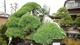 Cận cảnh 5 tác phẩm bonsai cổ nhất thế giới 