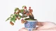 10 tác phẩm bonsai cho quả đẹp “ngây ngất" 