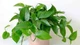 3 loại cây trồng ban công giúp chiêu tài hút lộc