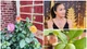Khám phá biệt thự ngập hoa trái của Hồng Ngọc tại Mỹ