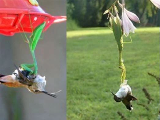 Clip: Màn săn chim ruồi và chuột “siêu tốc” của bọ ngựa 