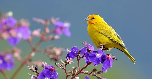 Tháng 9 Âm lịch, 4 con giáp sống ung dung tự tại