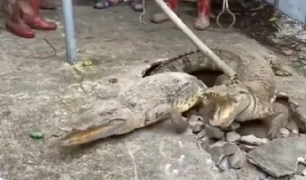 Chùm ảnh bất ngờ phát hiện cá sấu sống dưới vỉa hè