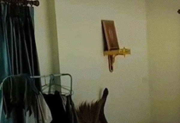 Chủ nhà thất kinh khi hổ mang chúa “khủng” mò vào nhà