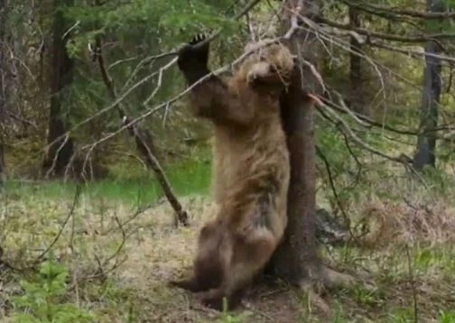 Clip: Màn “múa cột” siêu hài hước của “gã khồng lồ” vùng Bắc Mỹ