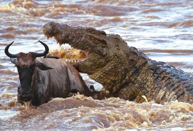 Video: Bầy cá sấu “tàn sát” linh dương đầu bò