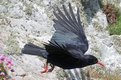 Sửng sốt trí thông minh của loài quạ, sánh ngang cá heo... nói như người