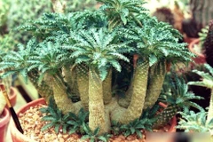 Độc lạ loài cây mặt trời 5.000 đô giúp gia chủ phát tài