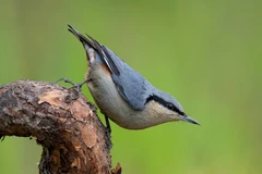 Chim trèo cây tí hon, di chuyển như thằn lằn trên vỏ gỗ