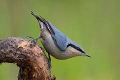 Chim trèo cây tí hon, di chuyển như thằn lằn trên vỏ gỗ